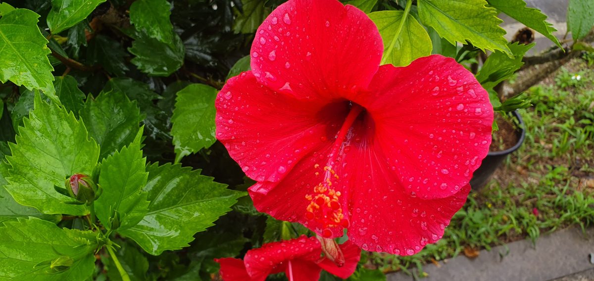 Zamami 10 Red hibiscus flower covered with raindrops on Zamami Island, Okinawa