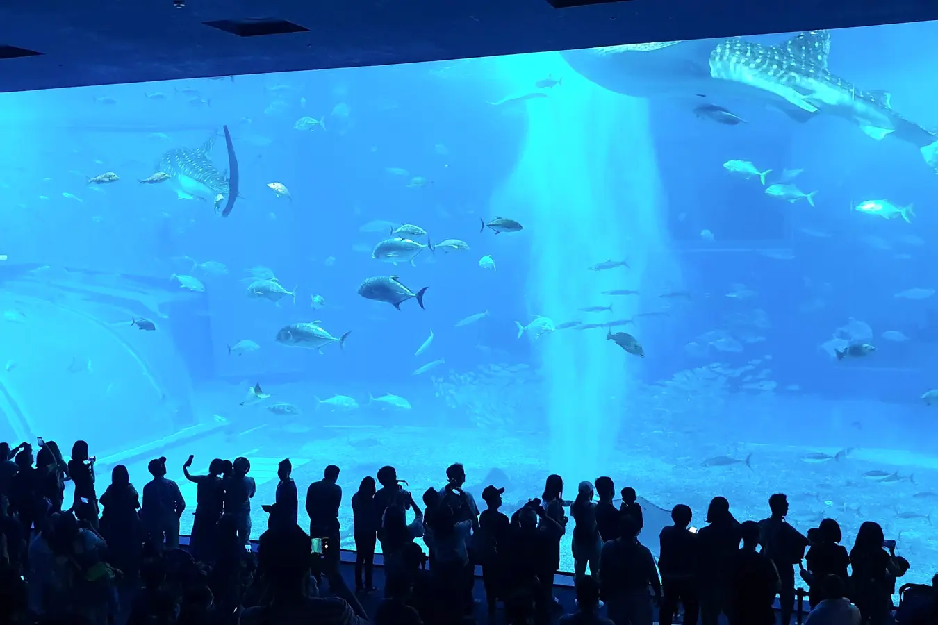 Visitors watching marine life through the large main tank window at Churaumi Aquarium