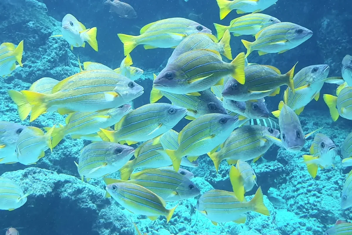 Colourful fish swimming together at Okinawa Churaumi Aquarium