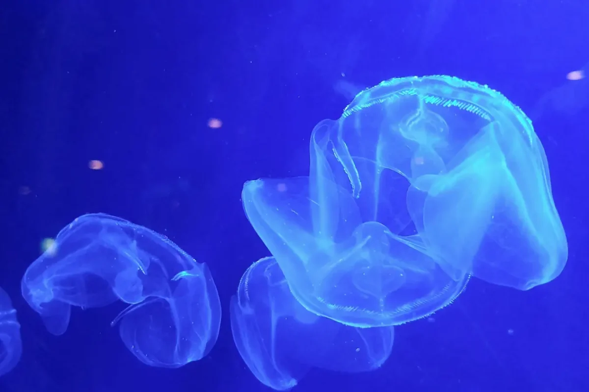 Jellyfish floating in an illuminated tank at Okinawa Churaumi Aquarium