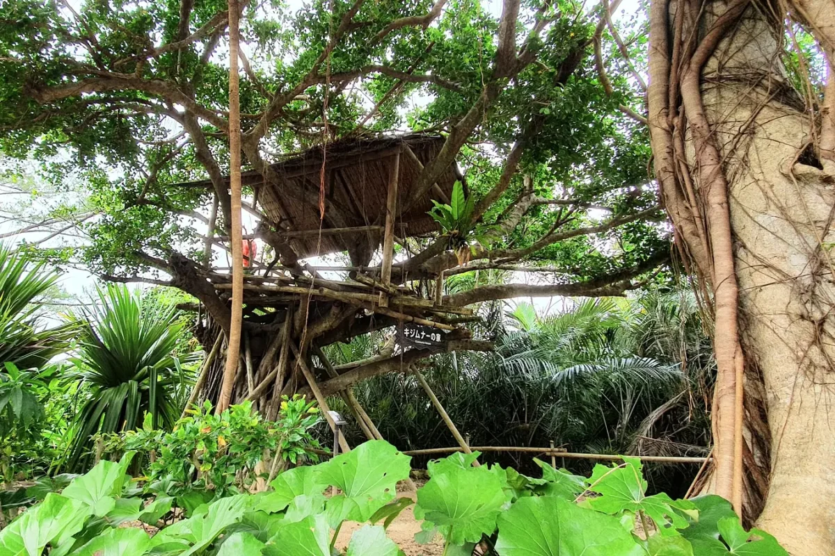 Large spreading tree beside traditional buildings at Ryukyu Mura