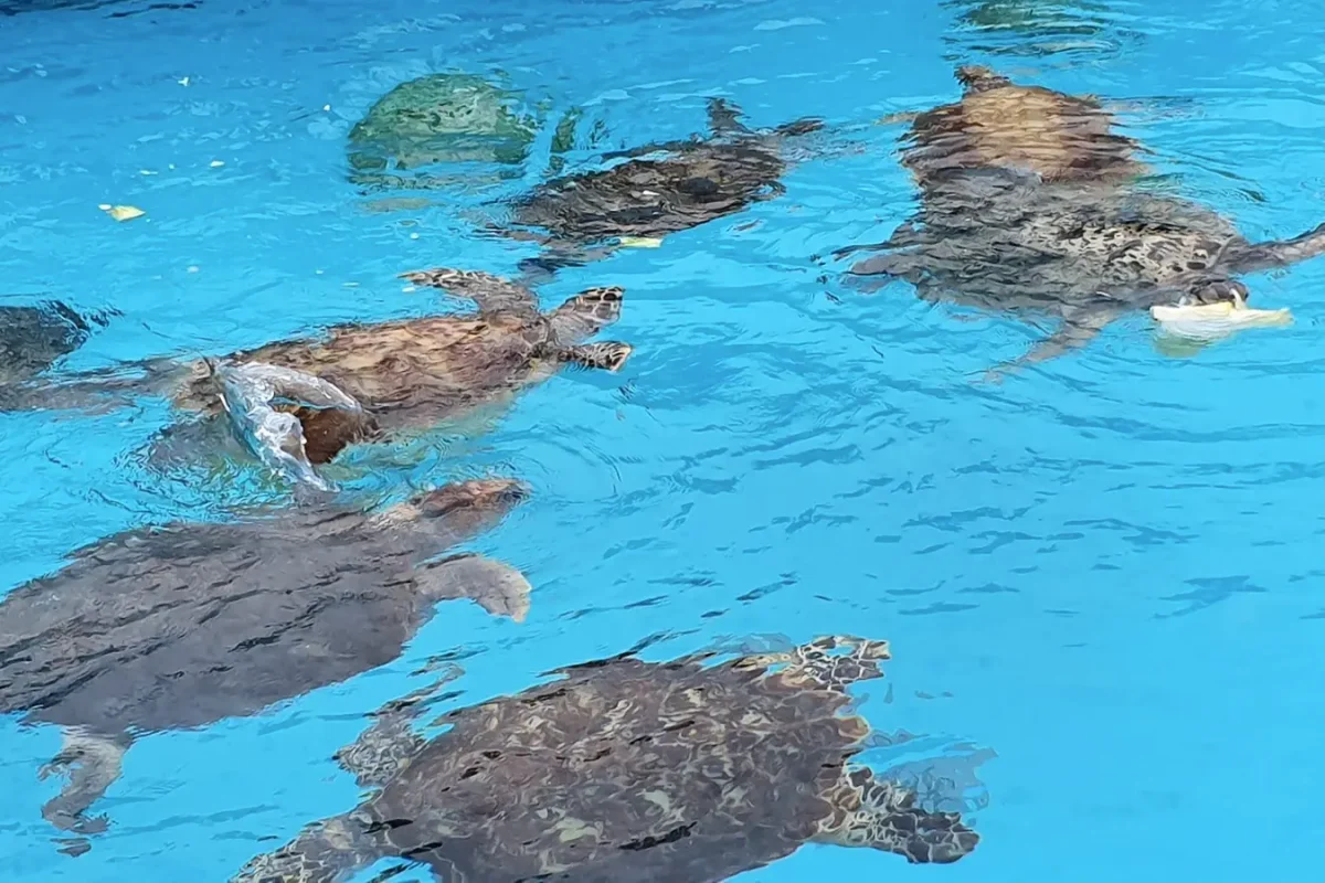 Turtles in an outdoor pool near Churaumi Aquarium at Ocean Expo Park