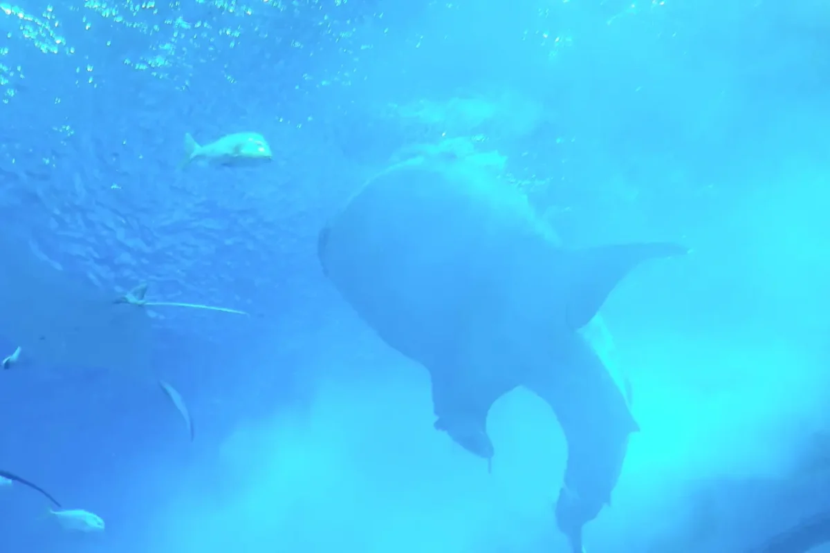 Rays swimming overhead at Okinawa Churaumi Aquarium