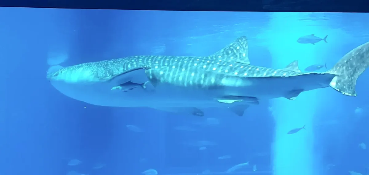 Whale shark swimming in the main tank at Okinawa Churaumi Aquarium