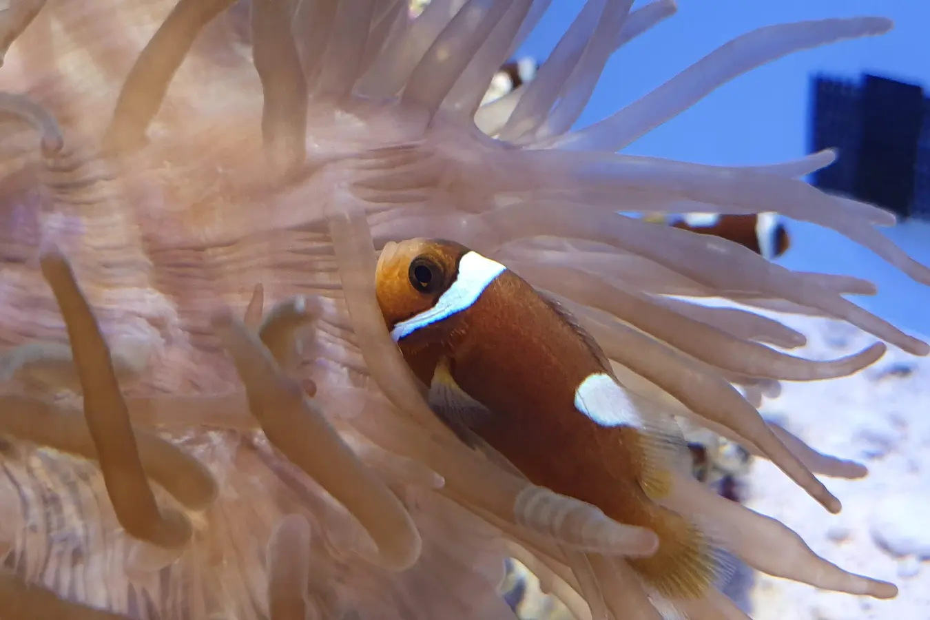 Clownfish among anemones at Churaumi Aquarium