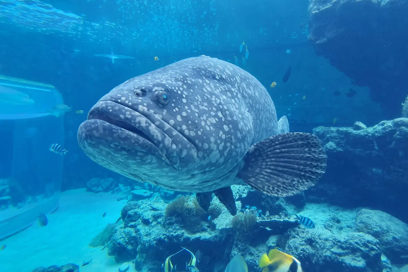 Large fish at Churaumi Aquarium