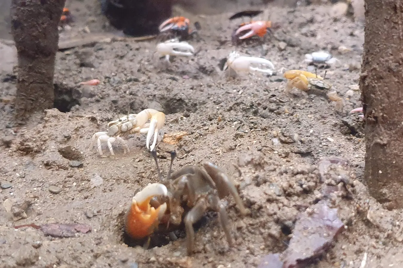 Small crabs at Churaumi Aquarium