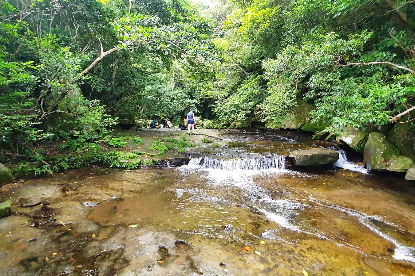 Forest stream flowing over rocks during our Pinaisara Falls tour on Iriomote