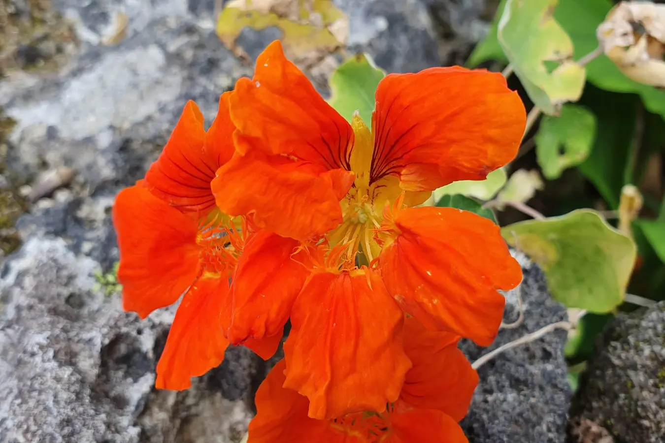 Hibiscus flower at Ryukyu Mura
