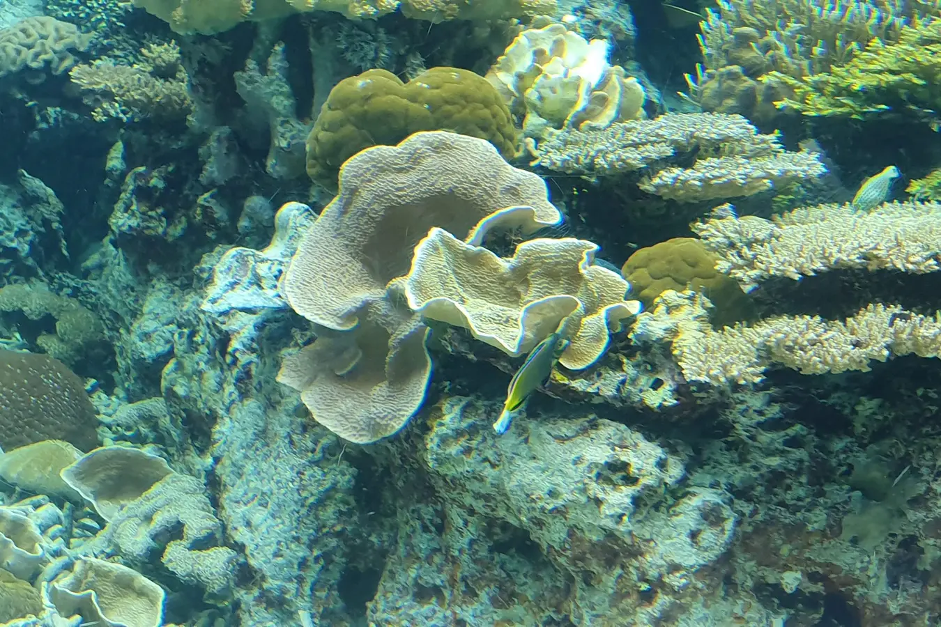 Coral close-up at Churaumi Aquarium