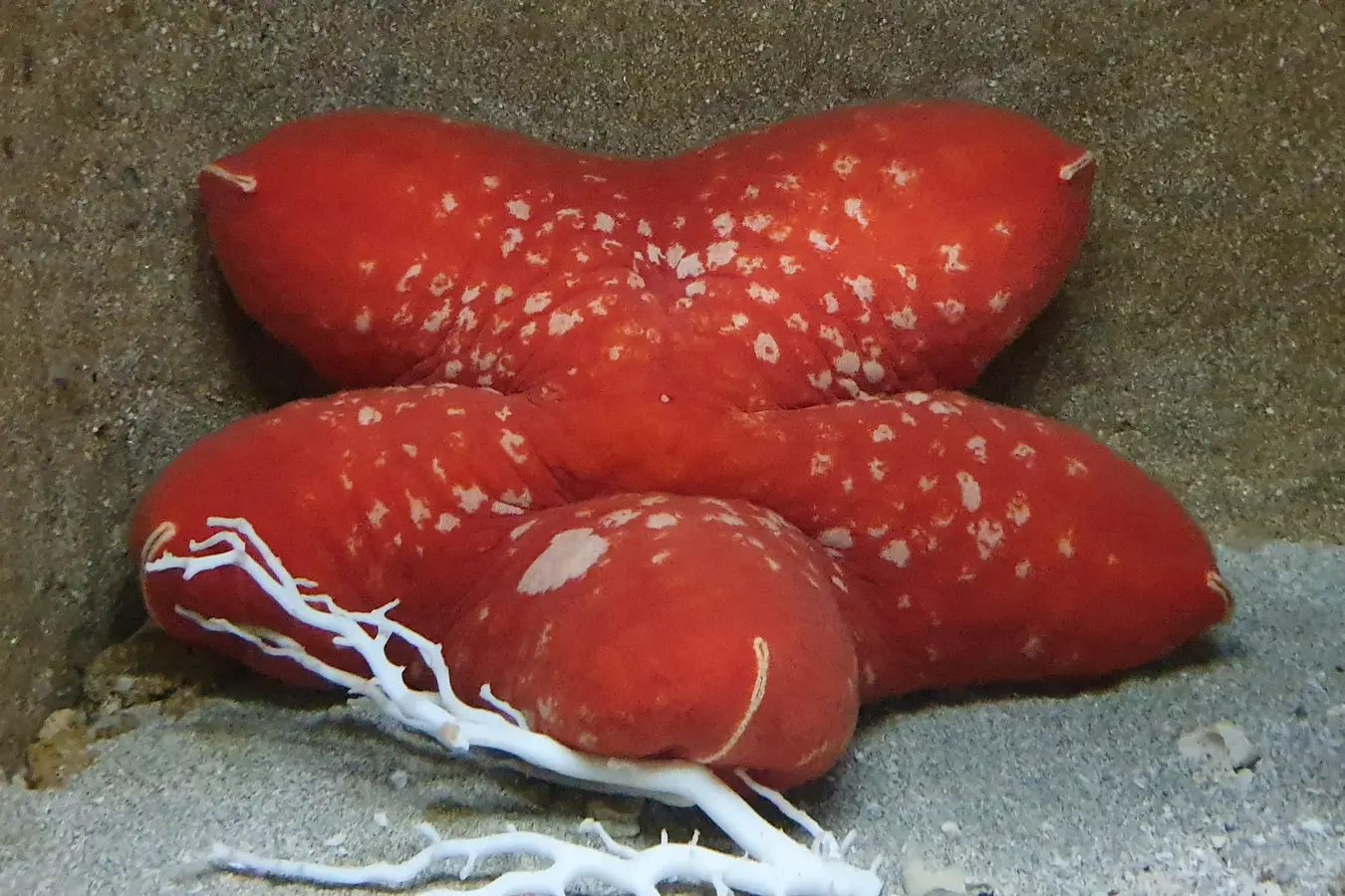 Red starfish at Churaumi Aquarium